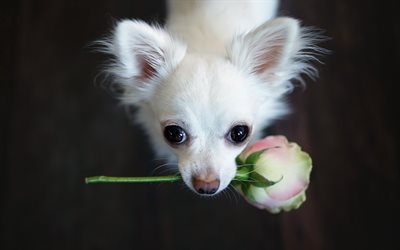 Chihuahua, rose, dogs, white chihuahua, flowers, cute animals, pets, Chihuahua Dog