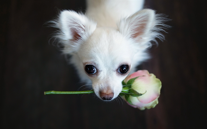 チワワ, バラ, 犬, 白チワワ, 花, かわいい動物たち, ペット, チワワ犬