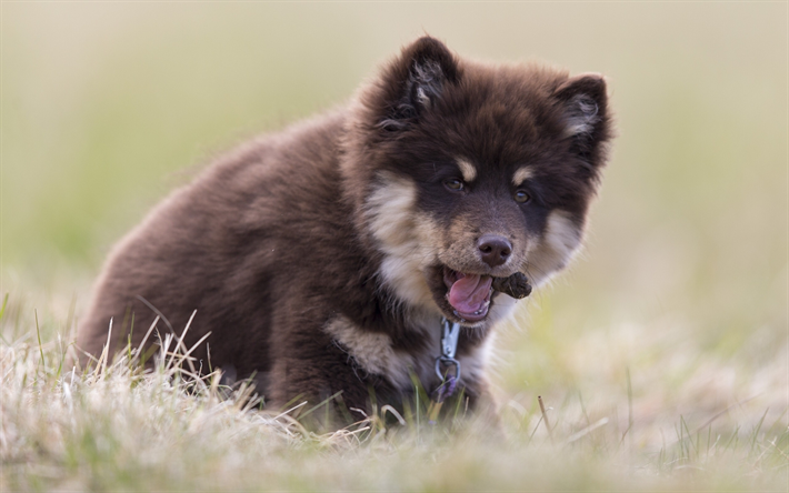 フィンランドのLapphund, フィンランドのLapponian犬, かわいい動物たち, 少し茶色のふわふわのパピー, ペット, 犬, スピッツ, ラップランド犬