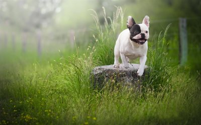 Boston Terrier, lawn, bokeh, dogs, summer, cute animals, pets, Boston Terrier Dog