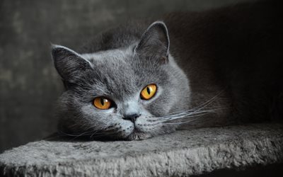 British Shorthair cat, beautiful big eyes, gray cat, pets, cute animals