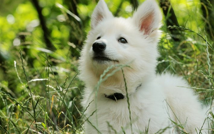 スイスの羊飼い, 子犬, 白いスイスの羊飼い, ボケ, 犬, 芝生, 白いスイスの羊飼い犬, ペット, 白い羊飼い犬