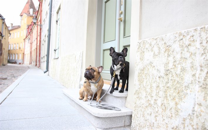 フランスbulldogs, 少しでも小さく、かわいらしい犬, 茶色のブルドッグ, 黒ブルドッグ, 犬