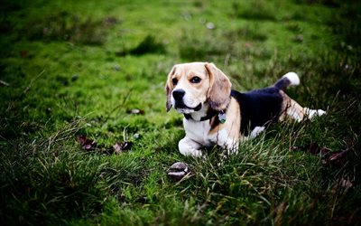 Beagle, bokeh, cute dog, lawn, pets, dogs, summer, cute animals, Beagle Dog