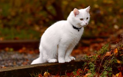 white cat, autumn, yellow leaves, white fluffy cat, pets, park, cats