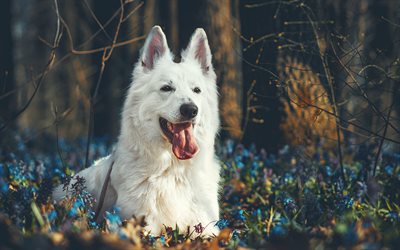 White Swiss Shepherd, Berger Blanc Suisse, autumn, forest, white dog, sunset, evening, blue wildflowers, dogs