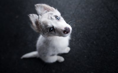 Husky, puppy, blue eyes, close-up, little husky, pets, cute animals, Siberian Husky, small Husky, dogs