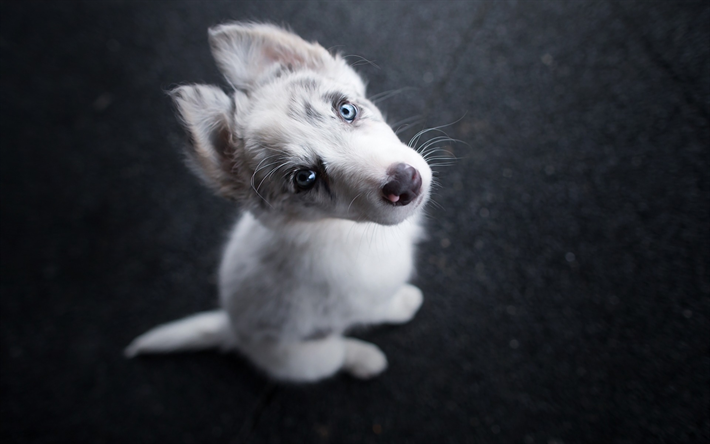 ハスキー, 子犬, 青い眼, 近, 少しハスキー, ペット, かわいい動物たち, シベリアンハスキー, 小さなハスキー, 犬