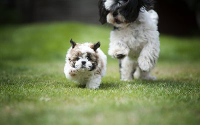 Shih Tzu, curly white puppy, running dog, cute animals, puppies, dogs, Chrysanthemum Dog