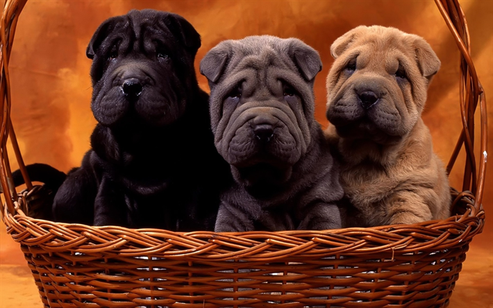 shar pei, 黒子犬, 小型犬, グレーのパピー, ペット, 茶色のパピー, 犬, かわいい動物たち, 子犬のバスケット