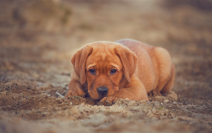 El Labrador Retriever, marr&#243;n peque&#241;o cachorro, arena, playa, lindos perros, mascotas, cachorros, perros