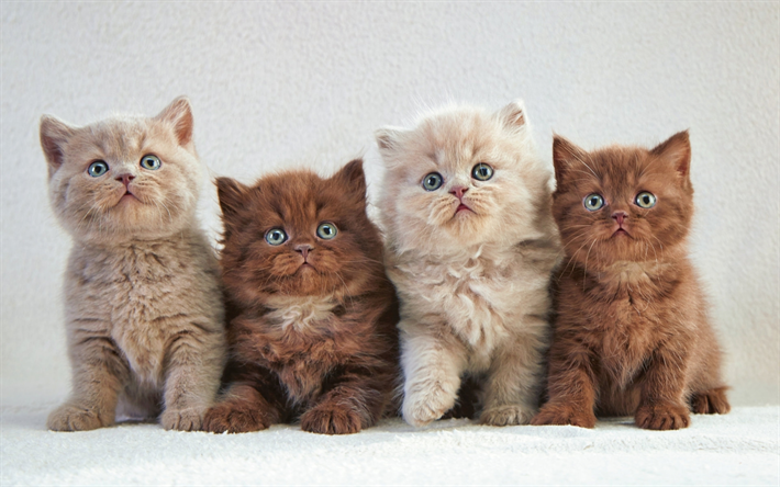 Persian Cats, family, kittens, fluffy cat, cats, domestic cats, pets, Persian
