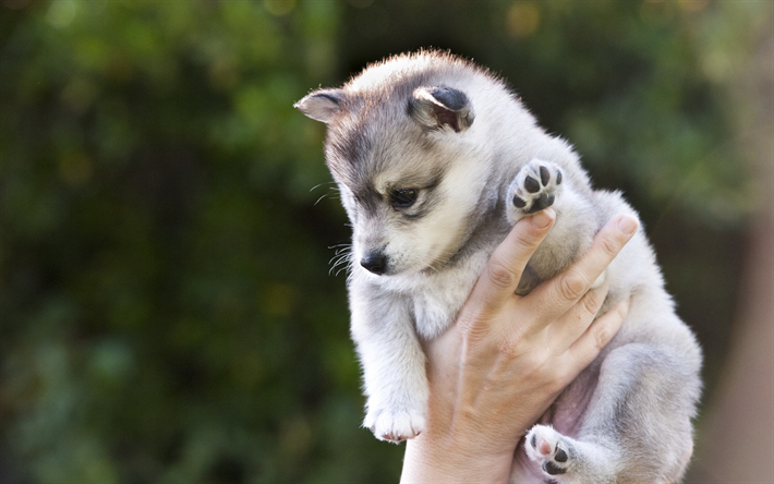 husky, pequeno filhote de cachorro em m&#227;os, cinza pequeno c&#227;o, Husky siberiano, animais de estima&#231;&#227;o, cachorros