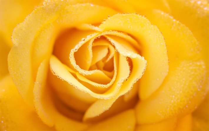 bourgeon de rose jaune, gouttelettes d’eau sur une rose, rose jaune, belle fleur jaune, roses