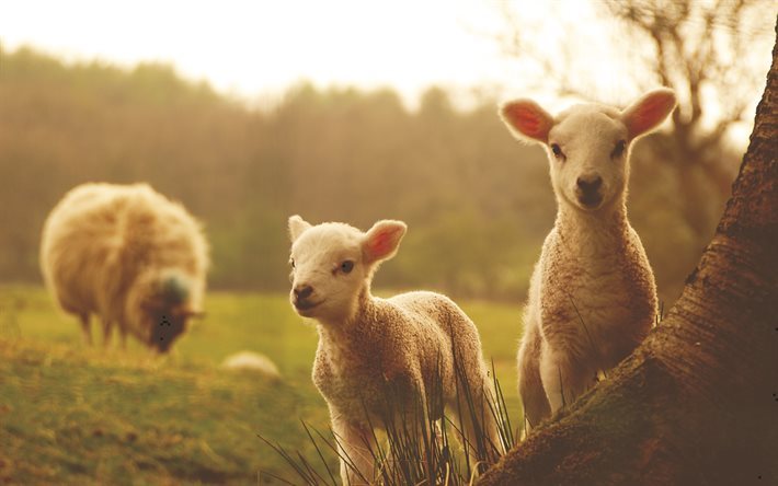 lamb, sheep, little sheep, field, evening