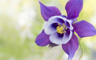 Columbine, purple flower, close-up, blur