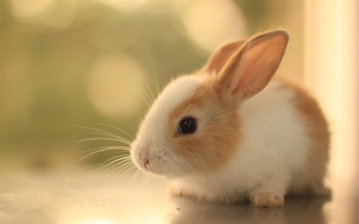 rabbit, blur, cute animals