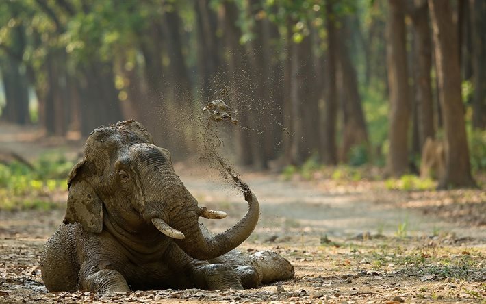 elephant, cute animals, India, road