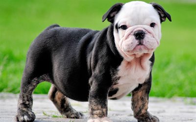 English Bulldog Dog, puppies, cute animals, lawn, English Bulldog