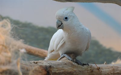 Pikku corella, valkoinen kakadu, 4k, Australia, bare-eyed kakadu, Cacatua sanguinea