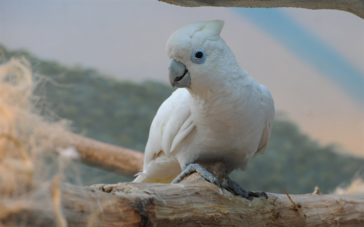 Little corella, white cockatoo, 4k, Australia, bare-eyed cockatoo, Cacatua sanguinea