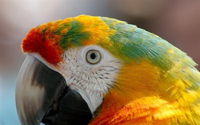 Yukarı papağan, papağan, yakın, renkli papağan