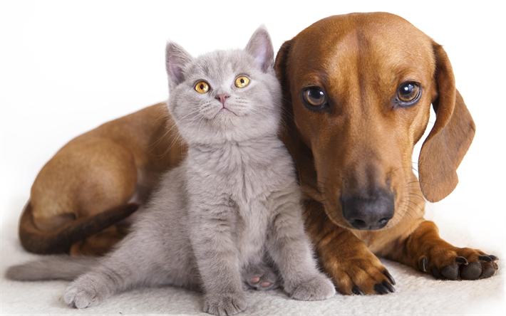 gri yavru kedi, k&#246;pek, dachshund, İngiliz form kedi, hayvanlar, dostluk kavramları