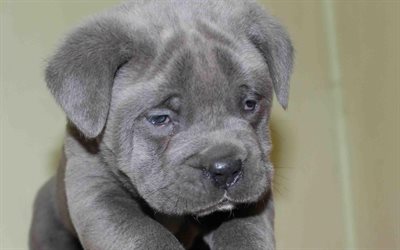 Cane Corso, puppy, pets, sad dog, cute animals, dogs, Cane Corso Dog