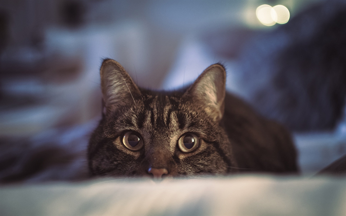 el gato gris, gato dom&#233;stico, sof&#225;, mascotas, ojos
