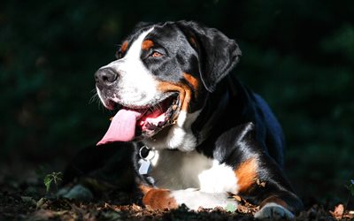 4k, Bernese Mountain Dog, pets, muzzle, cute animals, dogs, Berner Sennenhund