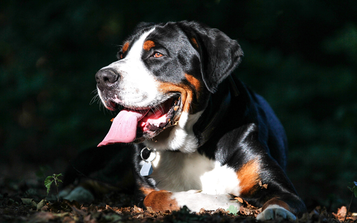 4k, Perro de Monta&#241;a Bern&#233;s, mascotas, hocico, simp&#225;ticos animales, perros, Berner Sennenhund