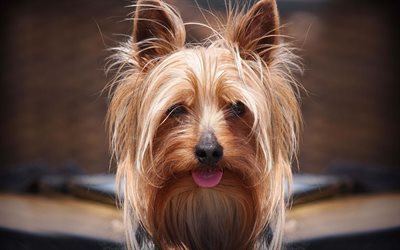 4k, Yorkshire Terrier Dog, pets, muzzle, cute animals, dogs, Yorkshire Terrier