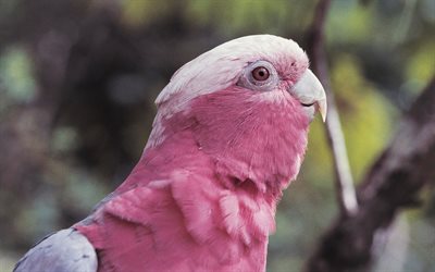 Galah, Eolophus roseicapilla, ピンクのコッカトゥ, 美しい鳥, 4k, 豪州