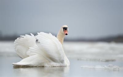 white swan, lake, winter, ice, beautiful white bird