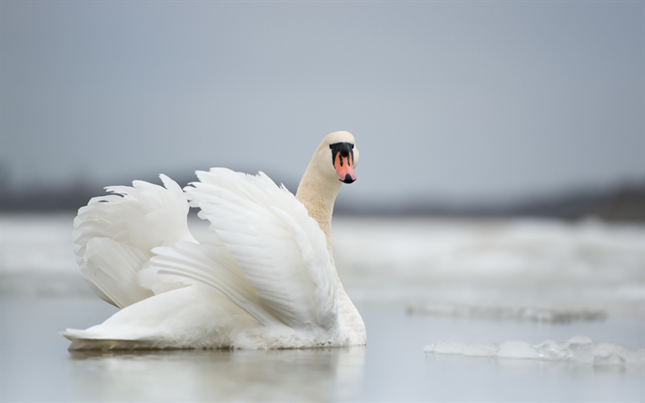 el cisne blanco, lago, invierno, hielo, hermoso p&#225;jaro blanco