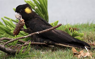 yellow-tailed black cockatoo, black cockatoo, 4k, tropical birds, black parrot, Calyptorhynchus funereus