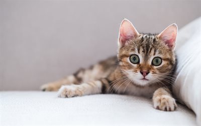 small kitten, sofa, big green eyes, domestic cats