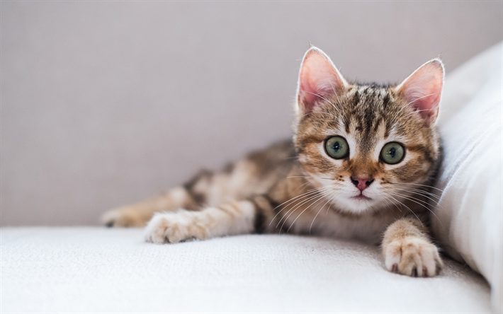 piccolo gattino, divano, grandi occhi verdi, i gatti domestici