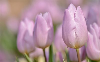 tulipanes de color rosa de la primavera, campo de flores, flores rosas, tulipanes