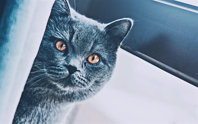 British Shorthair, el gato gris, close-up, el gato con ojos amarillos, animales lindos, bokeh, mascotas, gatos, gato dom&#233;stico, Gato Brit&#225;nico de Pelo corto
