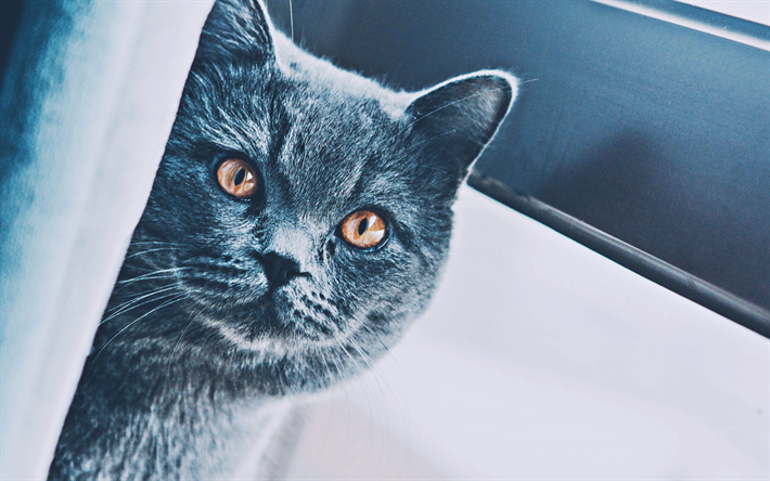 Download Wallpapers British Shorthair Gray Cat Close Up Cat