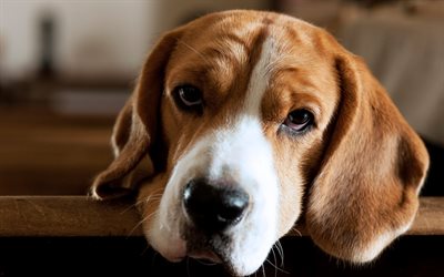 beagle, triste c&#227;o, cachorro marrom, animais de estima&#231;&#227;o, animais fofos, cachorros