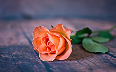 scarlet roses, close-up, one rose, orange flowers, roses, orange rose, HDR