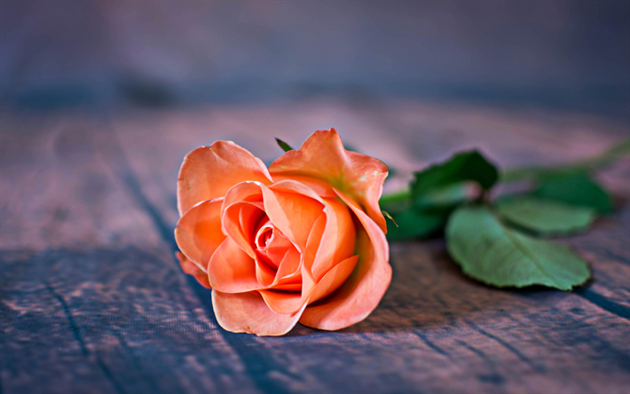 scarlet ruusuja, l&#228;hikuva, yksi ruusu, oranssi kukkia, ruusut, oranssi ruusu, HDR
