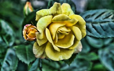 rose jaune, HDR, close-up, jaune d'œuf, les roses, les fleurs jaunes