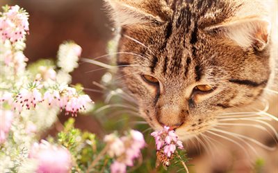 American Shorthair, flowers, evening, sunset, cute animals, cats