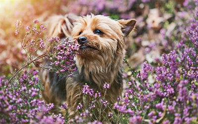 Yorkie, flores violeta, bokeh, Yorkshire Terrier, c&#227;o com flores, animais fofos, animais de estima&#231;&#227;o, cachorros, Yorkshire Terrier C&#227;o