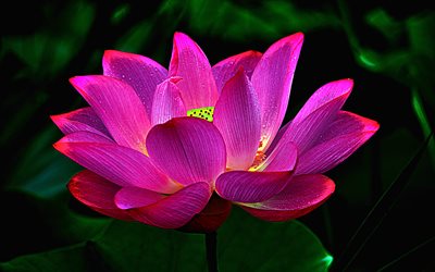 4k, pink lotus, macro, bokeh, pink flowers, Nelumbo nucifera, lotus