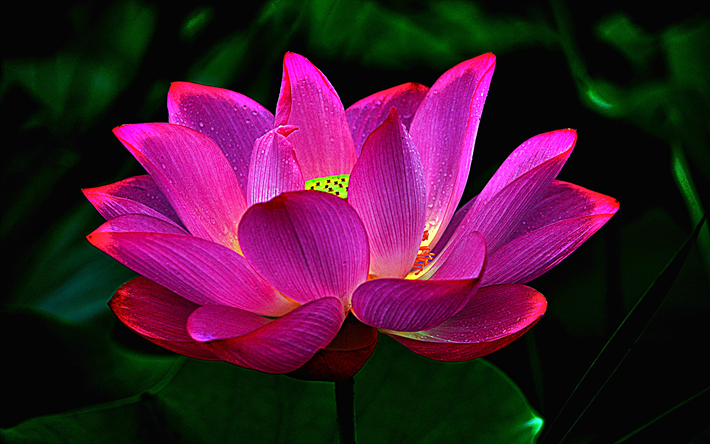 4k, pembe lotus, makro, bokeh, pembe &#231;i&#231;ekler, Nelumbo nucifera lotus