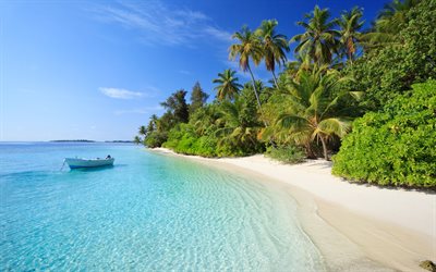 tropical island, ocean, beach, palm trees, sand, coast, Dhigurah Island, Maldives, Alif Dhaal Atoll
